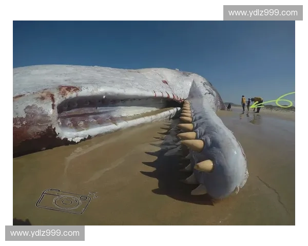 探索深海奥秘：潜水探险中的惊奇与生存技巧全解析